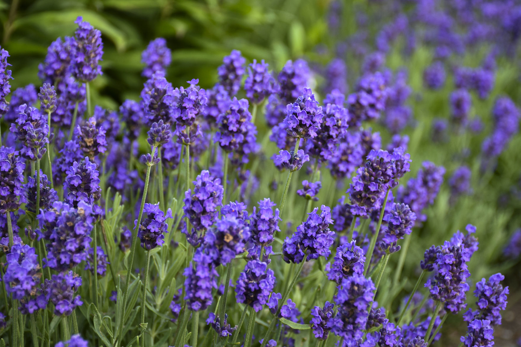 Lavender_SweetRomanc_ProvenWinners.jpg
